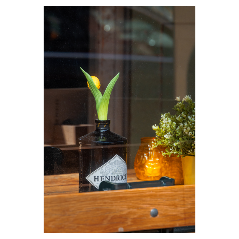 Tulip - Amsterdam